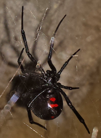 Northern Black Widow